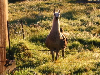 Llamas