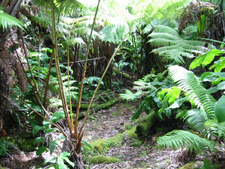 Fern Forest behind our house