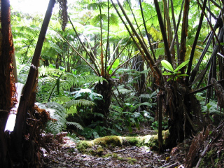 Fern Forest