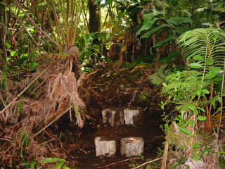 Fern Forest - Doug made the steps so it's easier to get through