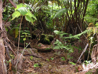 Fern Forest