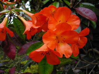 Other Big Island Flora