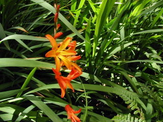 Firecracker Lilies - Big Island