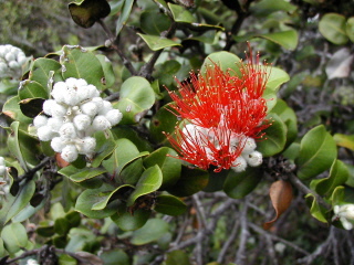 Ohia Lehua Blossom - Big Island